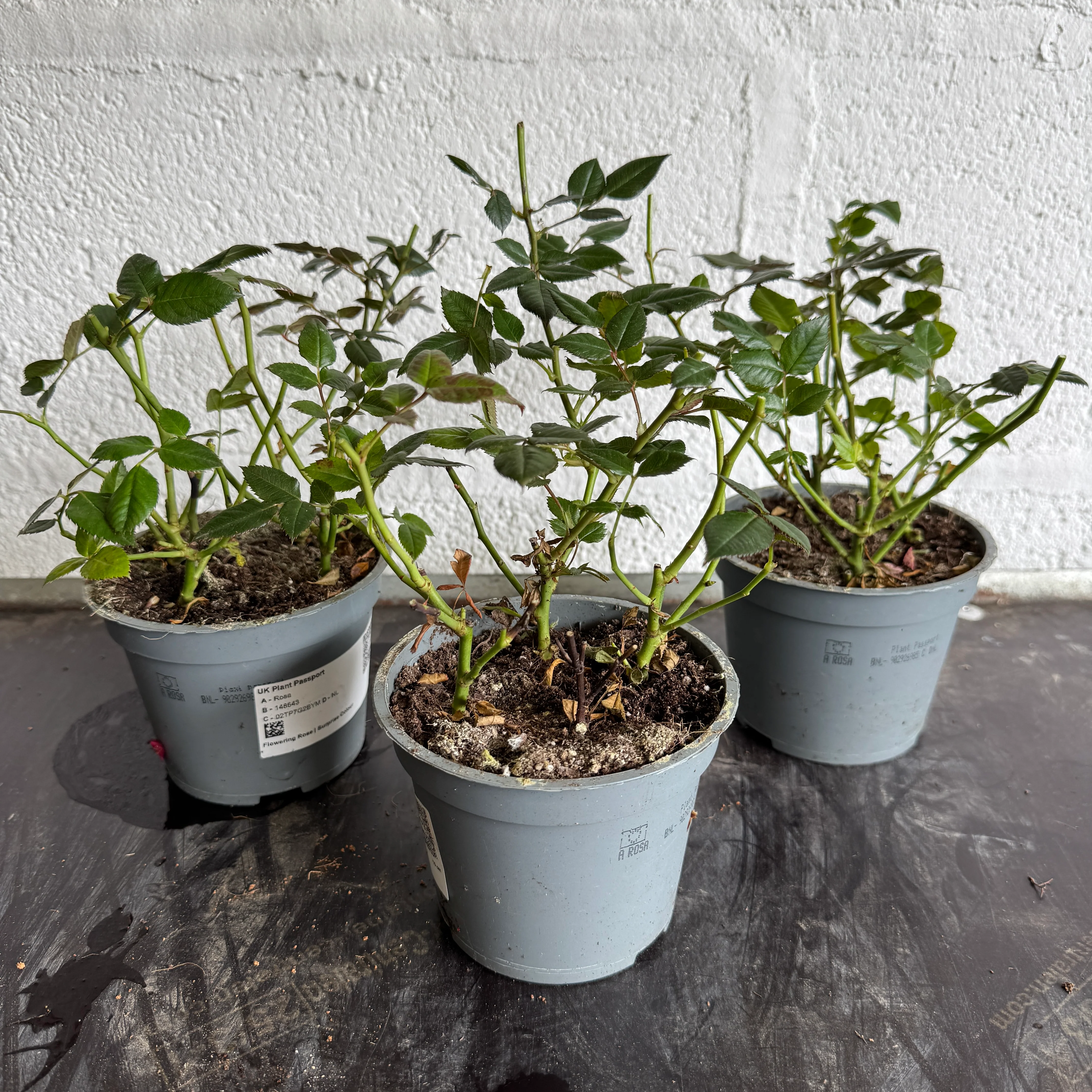 Indoor Plants